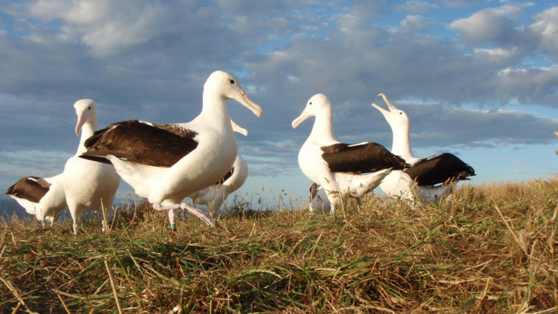 Fully discover the wildlife capital of New Zealand, brimming with natural heritage and fascinating history on an insightful full day tour with our expert guides...